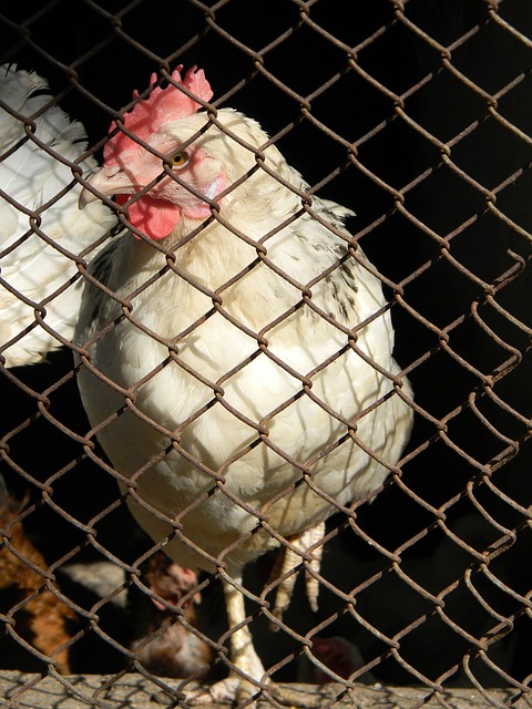 帽子戏法 帽子戏法